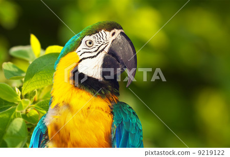 Closeup of Green-winged macaw 9219122