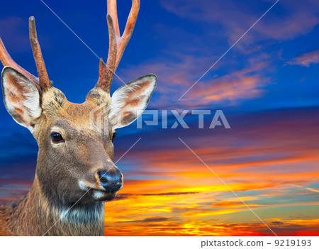 Sika deer against sunset sky Sika deer against sunset sky 9219193