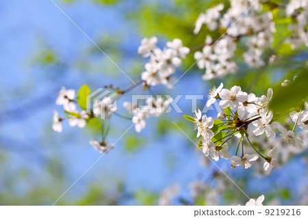 blooms tree branch in spring blooms tree branch in spring 9219216