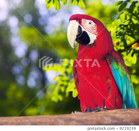 Portrait of Red-and-green Macaw 9219239