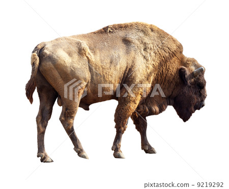 European bison over white 9219292