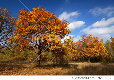 Autumn lanscape with oak grove 9219297