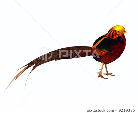Golden pheasant. Isolated over white 9219356