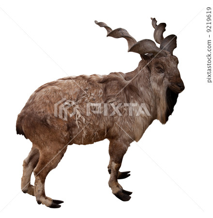 Markhor. Isolated over white 9219619