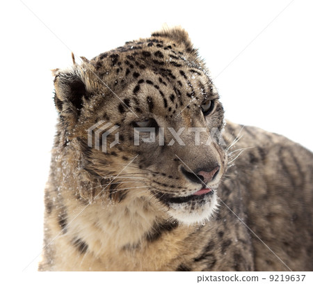 Snow leopard. Isolated over white Snow leopard. Isolated over white 9219637