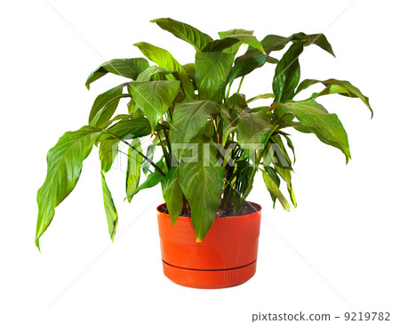 Calla in pot. Isolated on white Calla in pot. Isolated on white 9219782