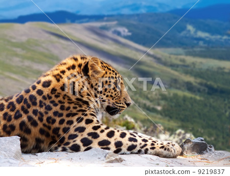 leopard on rock leopard on rock 9219837