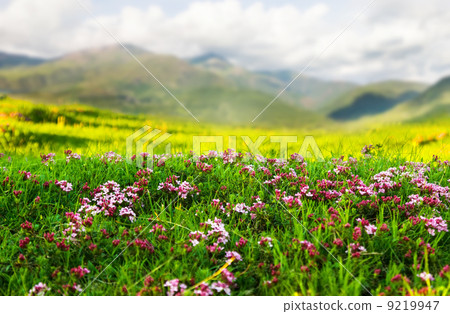 Plant at Alpine meadow in Pyrenees 9219947