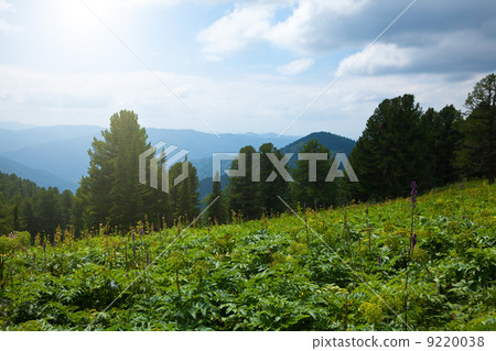 forest mountains 9220038