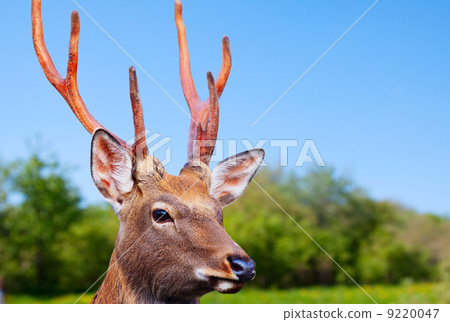 Sika deer in wildness Sika deer in wildness 9220047
