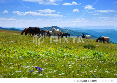 mountains landscape with horses 9220070