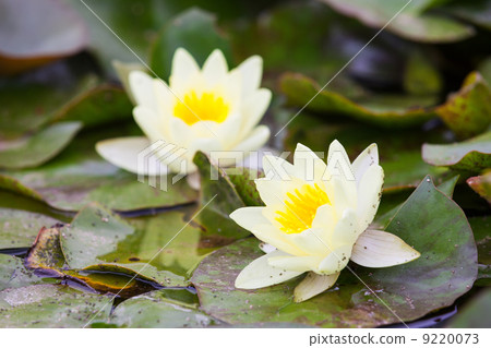 Water lilies 9220073