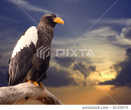 Steller's sea eagle Steller's sea eagle 9220074
