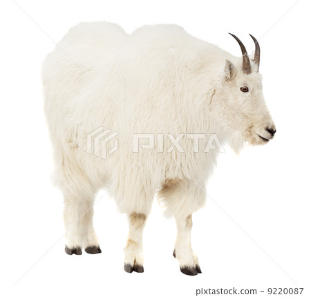 Rocky mountain goat over white background Rocky mountain goat over white background 9220087