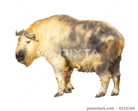 Takin. Isolated over white 9220164