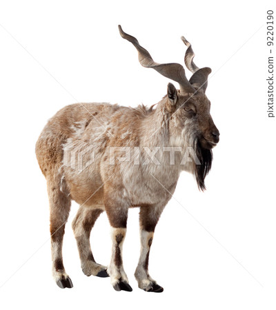 Markhor. Isolated over white 9220190