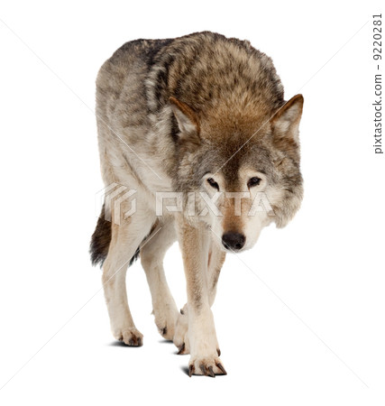 wolf. Isolated over white background wolf. Isolated over white background 9220281