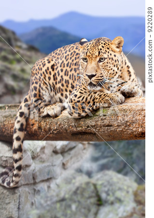 leopard at wildness area leopard at wildness area 9220289