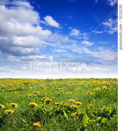 Summer landscape with dandelions Summer landscape with dandelions 9220292