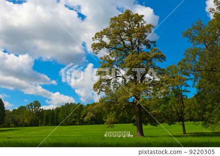 summer landscape 9220305
