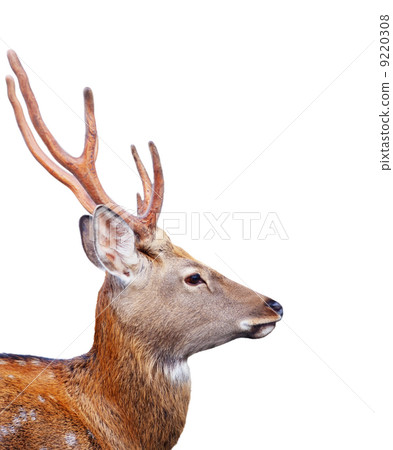 Head of Sika deer over white background 9220308