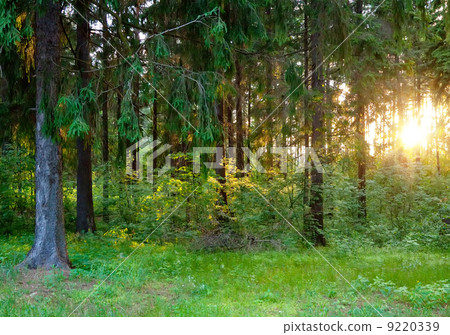 Summer spruce forest Summer spruce forest 9220339