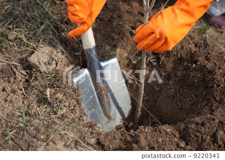 Closeup of farmer planting tree Closeup of farmer planting tree 9220341