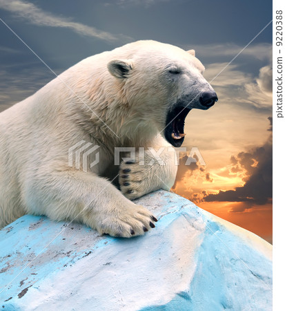 polar bear against sunset 9220388