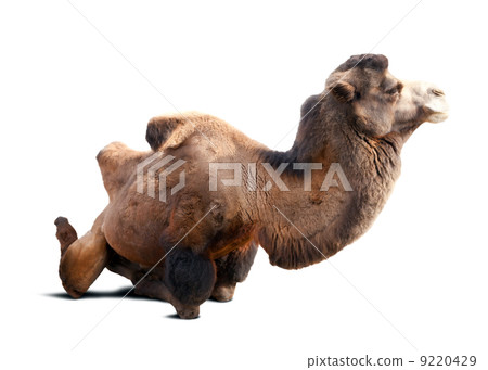 Sitting bactrian camel on white background with shade 9220429