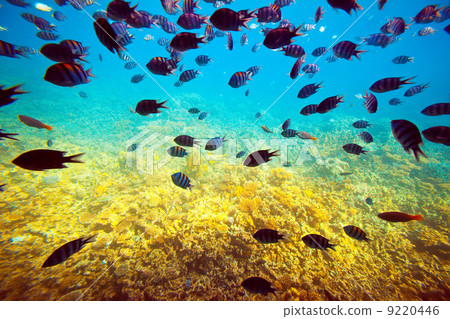 tropical fishes on coral reef area 9220446