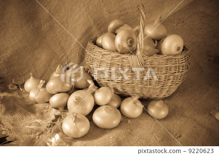 Retro photo of onion Retro photo of onion 9220623