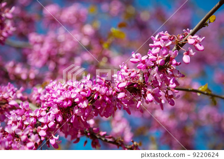 violet blossoming Cercis siliquastrum plant violet blossoming Cercis siliquastrum plant 9220624