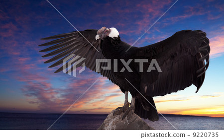 Vultur gryphu) against sunset sky 9220735