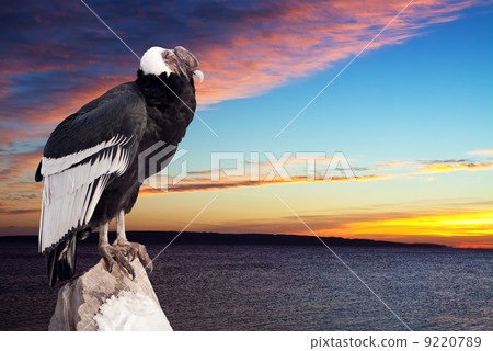 Andean condor against sunset sky 9220789