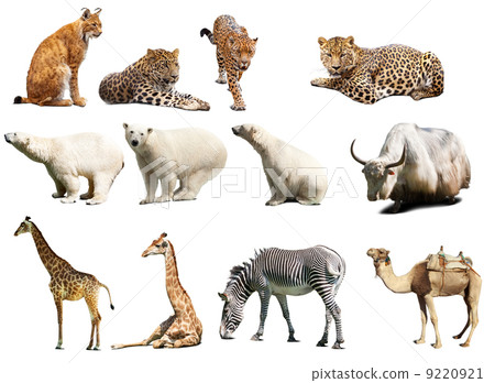Set of animals. Isolated over white Set of animals. Isolated over white 9220921