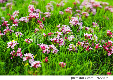 pink flowers at highland meadow pink flowers at highland meadow 9220952