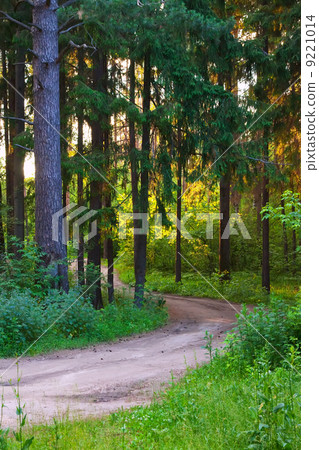 Summer spruce forest Summer spruce forest 9221014