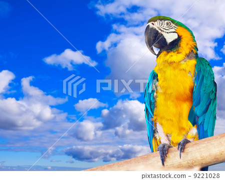 Macaw against sky 9221028