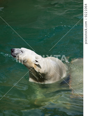 polar bear in water 9221064