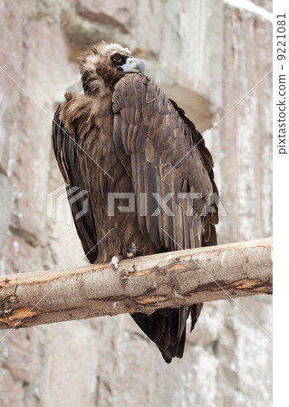 vulture sitting on wood trunk vulture sitting on wood trunk 9221081