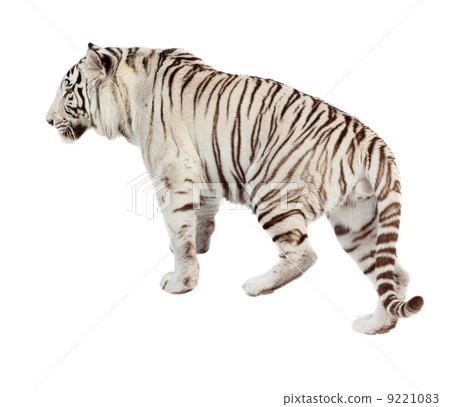 Walking white tiger. Isolated over white 9221083