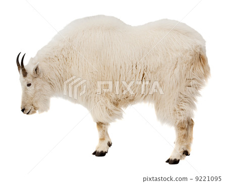 Rocky mountain goat. Isolated over white 9221095