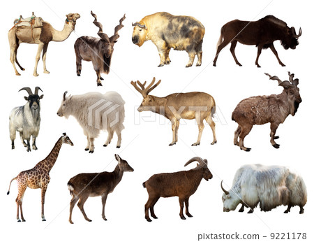 Set of Artiodactyla animals Set of Artiodactyla animals 9221178
