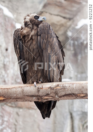 vulture sitting on wood trunk 9221252