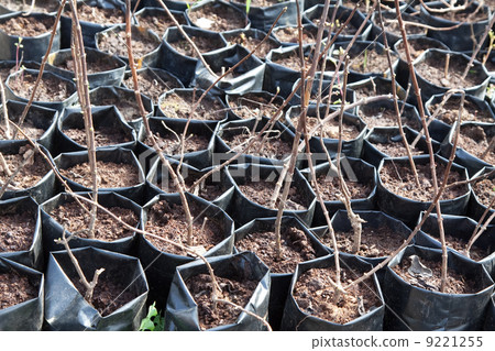 sale of sprouts in pots 9221255