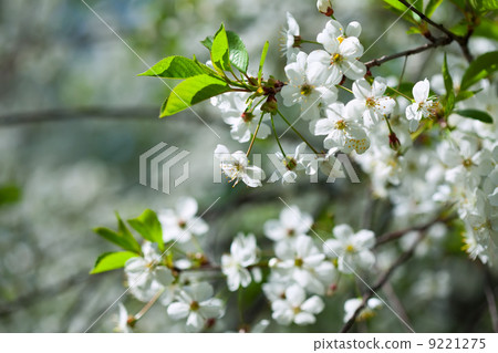 Tree branch in bloom Tree branch in bloom 9221275