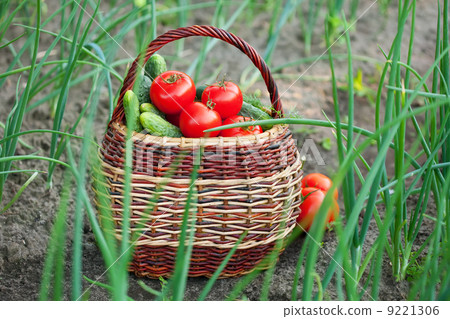 Basket of vegetables 9221306