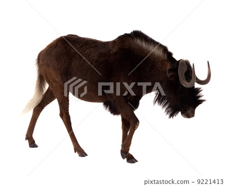 Black wildebeest. Isolated over white 9221413