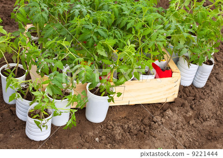 Seedlings tomato 9221444