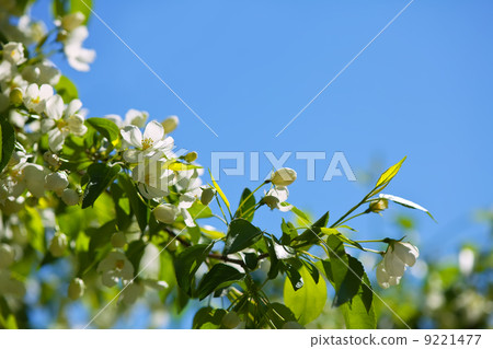 apple tree branch in spring with copyspace 9221477